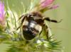 Bombus sp.